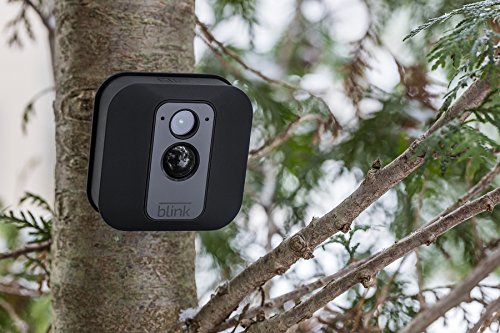 Blink XT on a Tree Outdoor Installation