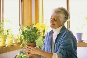 Tending to Indoor Plants