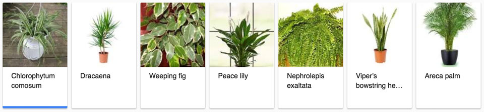 Plants That Help Clean the Air