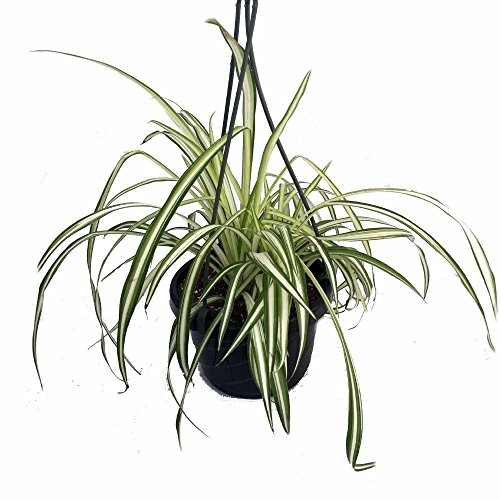 Hanging Spider Plant