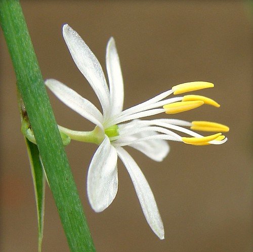 Spider Plant Flower