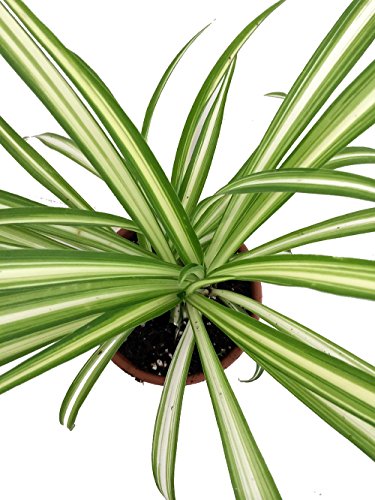 Potted Spider Plant