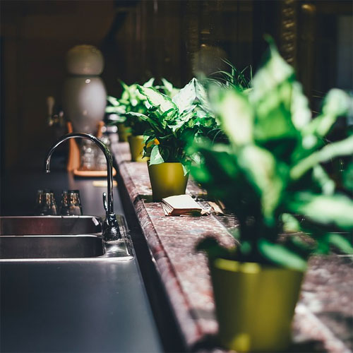 Air Clensing Indoor Plants