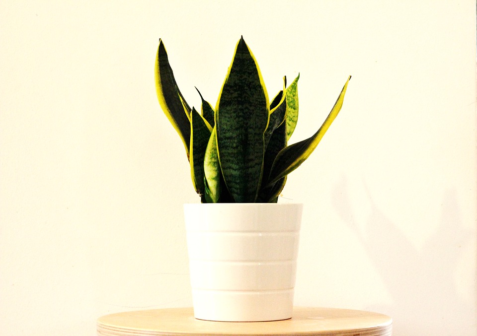 Sansevieria (Mother-in-Law's Tongue)