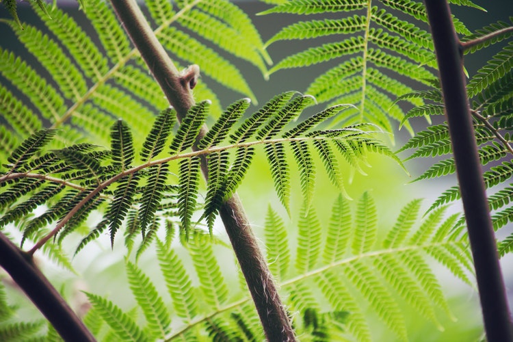 Boston Fern