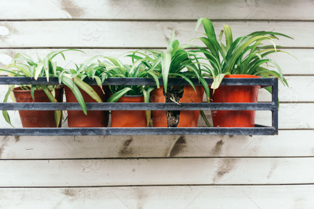 Use Spider Plants to Help Clean The Air Indoor