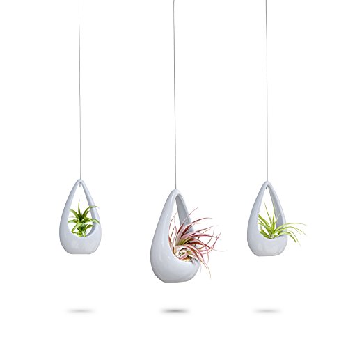 Hanging Planters for Air Plants