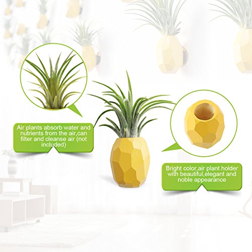 Pineapple Shaped Air Plant Holder