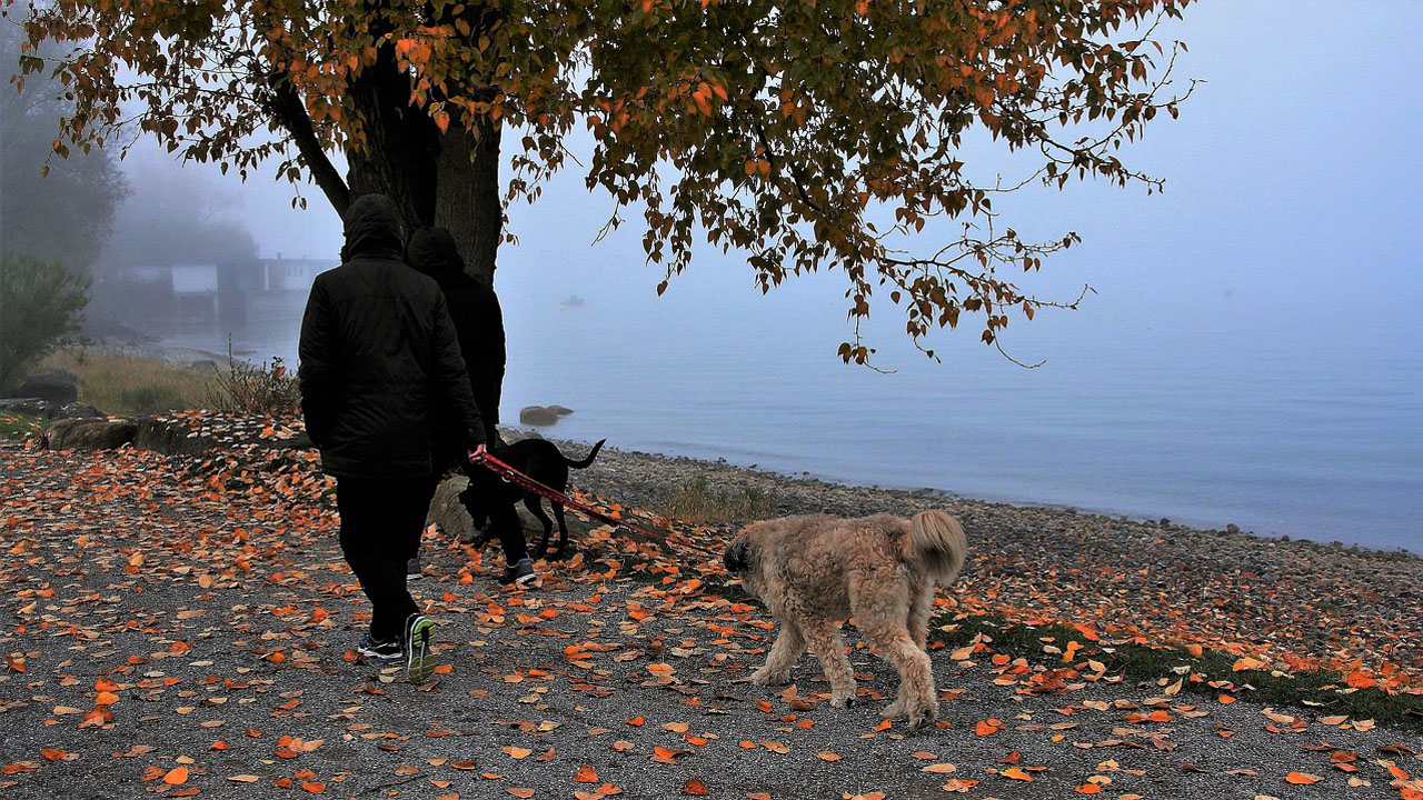 Dog walking to a healthier you