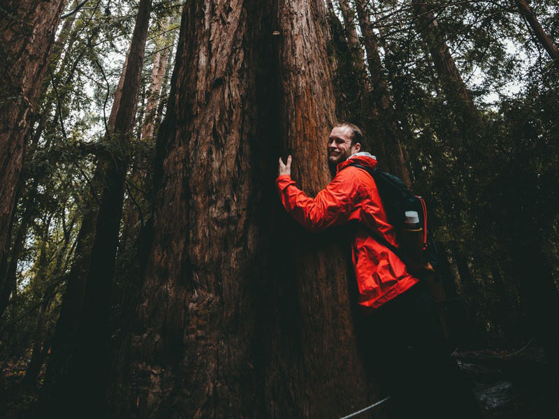 Treehugger Green Therapy