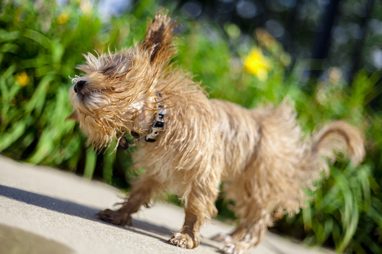 Dog after bath