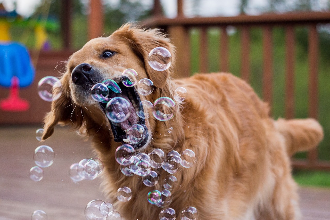 Dog_Bubbles