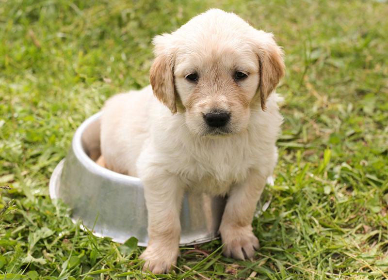 puppy-golden-retriever