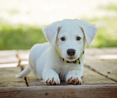 puppy-white