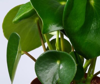 peperomia-polybotrya-potted-plant