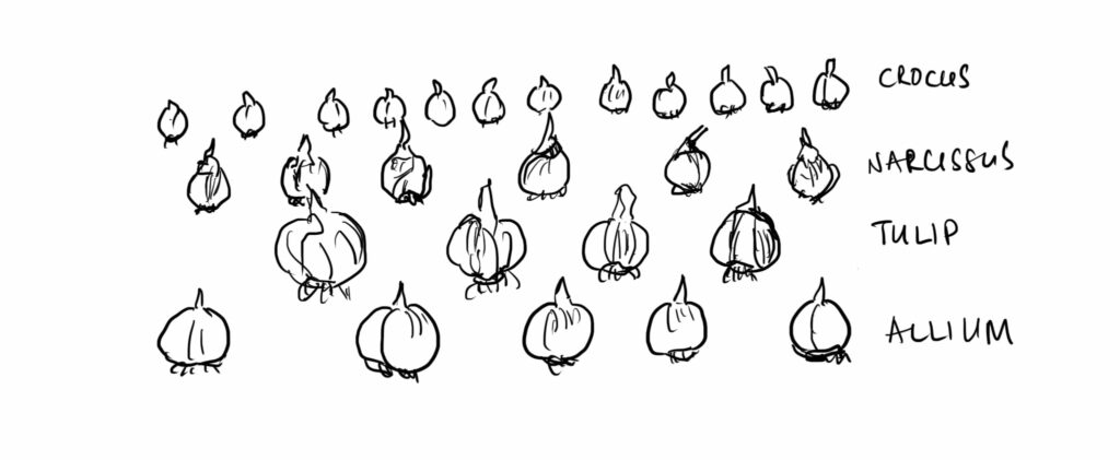 Pen and ink diagram of bulbs in lasagna planting. Largest bulbs at the bottom followed by smaller bulbs closer to the top