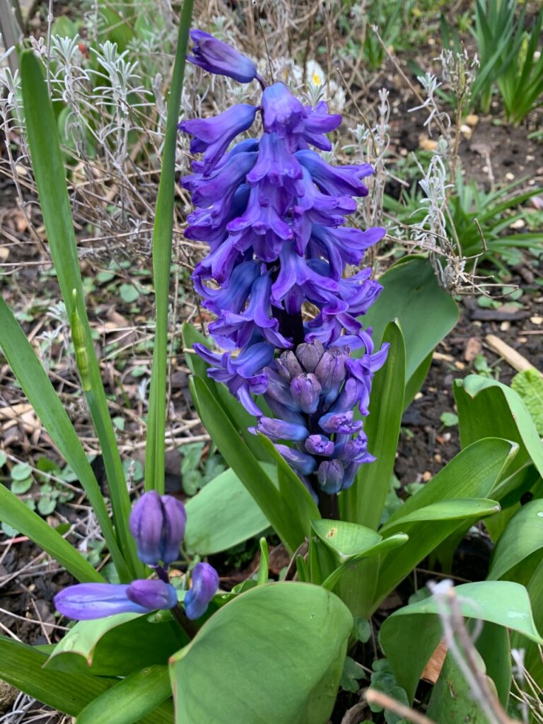 deep blue hyacinths