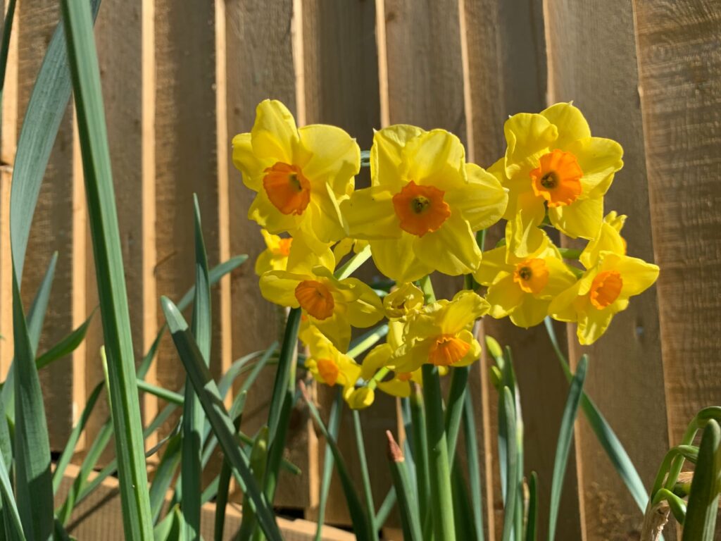 small headed narcissus flowers in full bloom