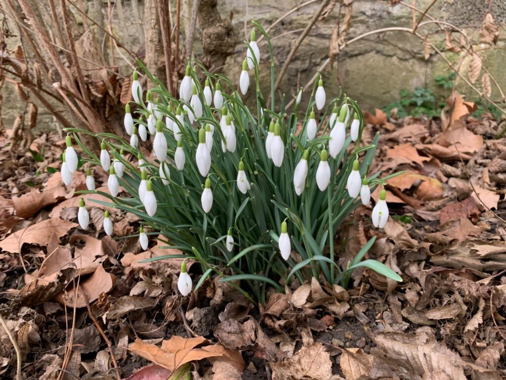 Snowdrops among dried leaves