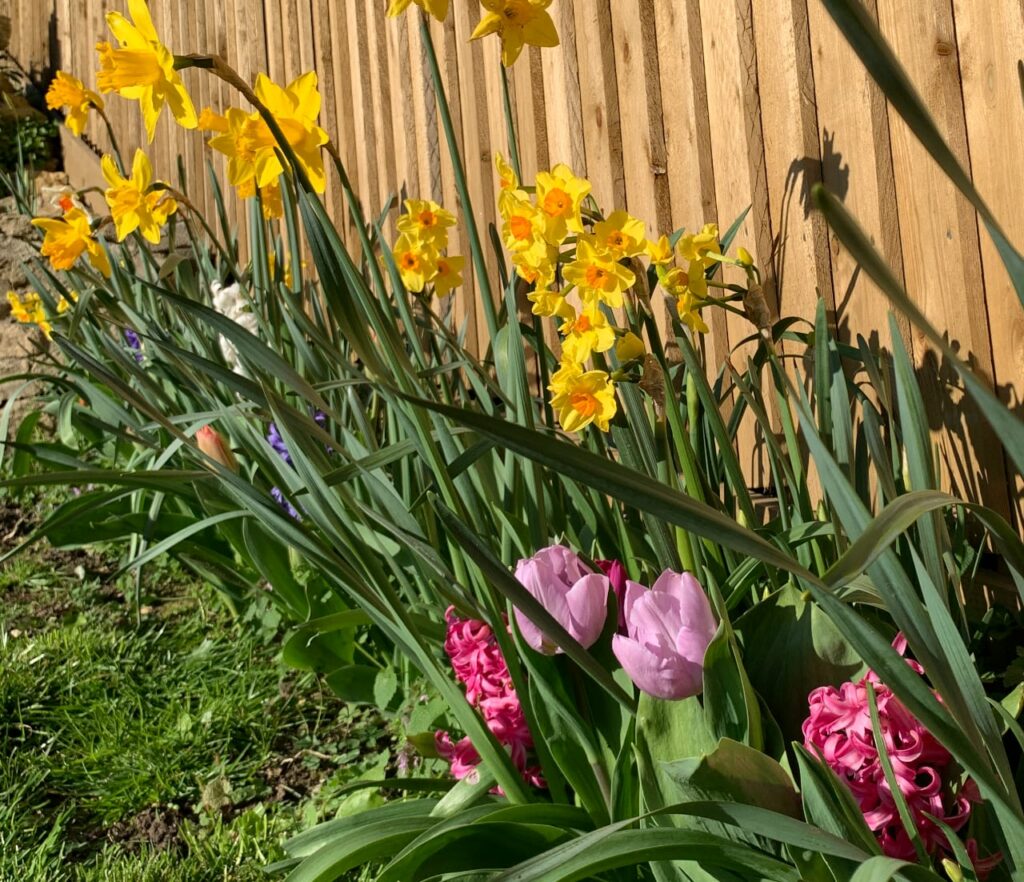 A variety of spring bulbs - pink tulips, deep pink hyacinth, common and mini narcissus - blossoming against a wooden fence